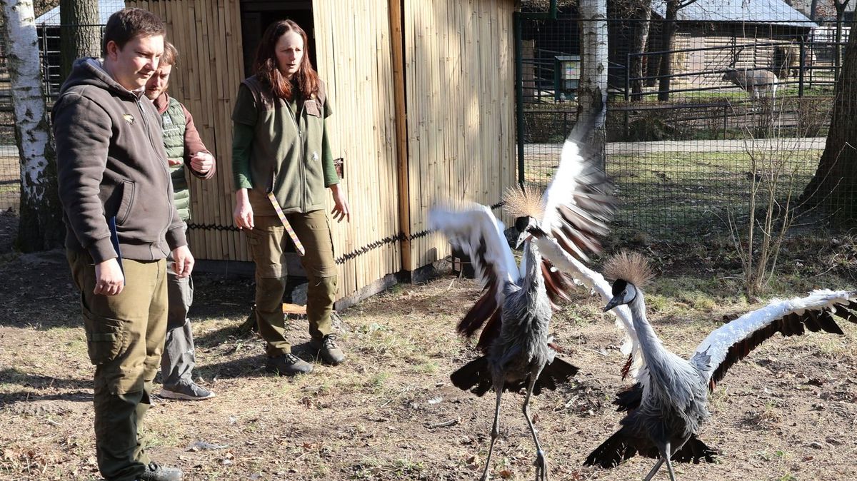 Jeřábi s korunkou a roztomilé mary. ZOO Hodonín představuje novinky
